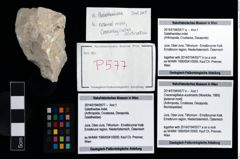 Foto (Objekt + Etikett) von Galatheoidea indet.  (NHMW-GEO-2014-0194-0577a)